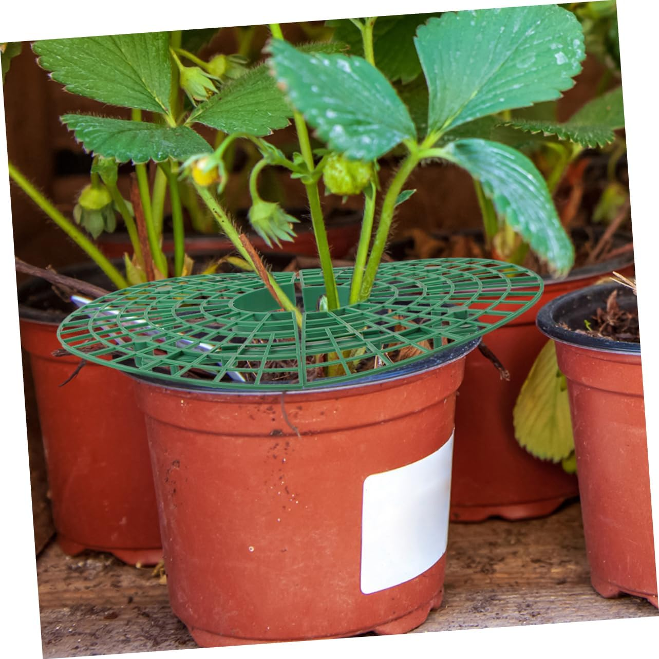 INOOMP 4Pcs Planting Rack Plant Support Cage Strawberry Growing Support Garden Tie Plant Risers for Patio Supplies