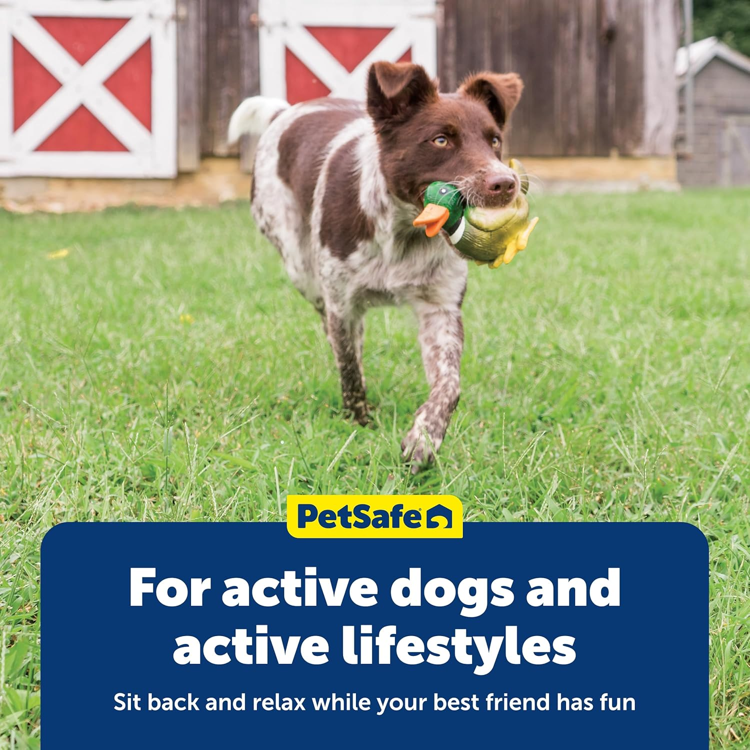 Petsafe Sportsmen Latex Squeeze Meeze Duck, Fun Squeeze Dog Toy with Squeaker image number 5