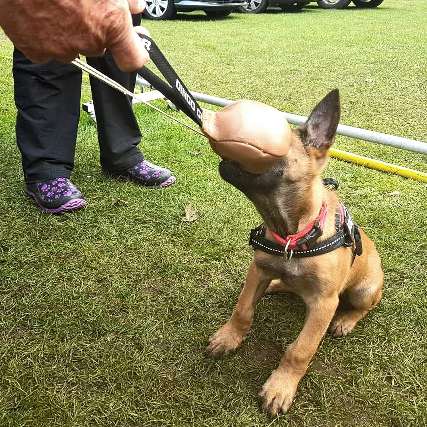 Dingo Gear Soft Genuine Leather Ball with a Handle for the Bite Training, &Oslash; 8 Cm Retrieve and Reward Dog Toy S02784, Random image number 6