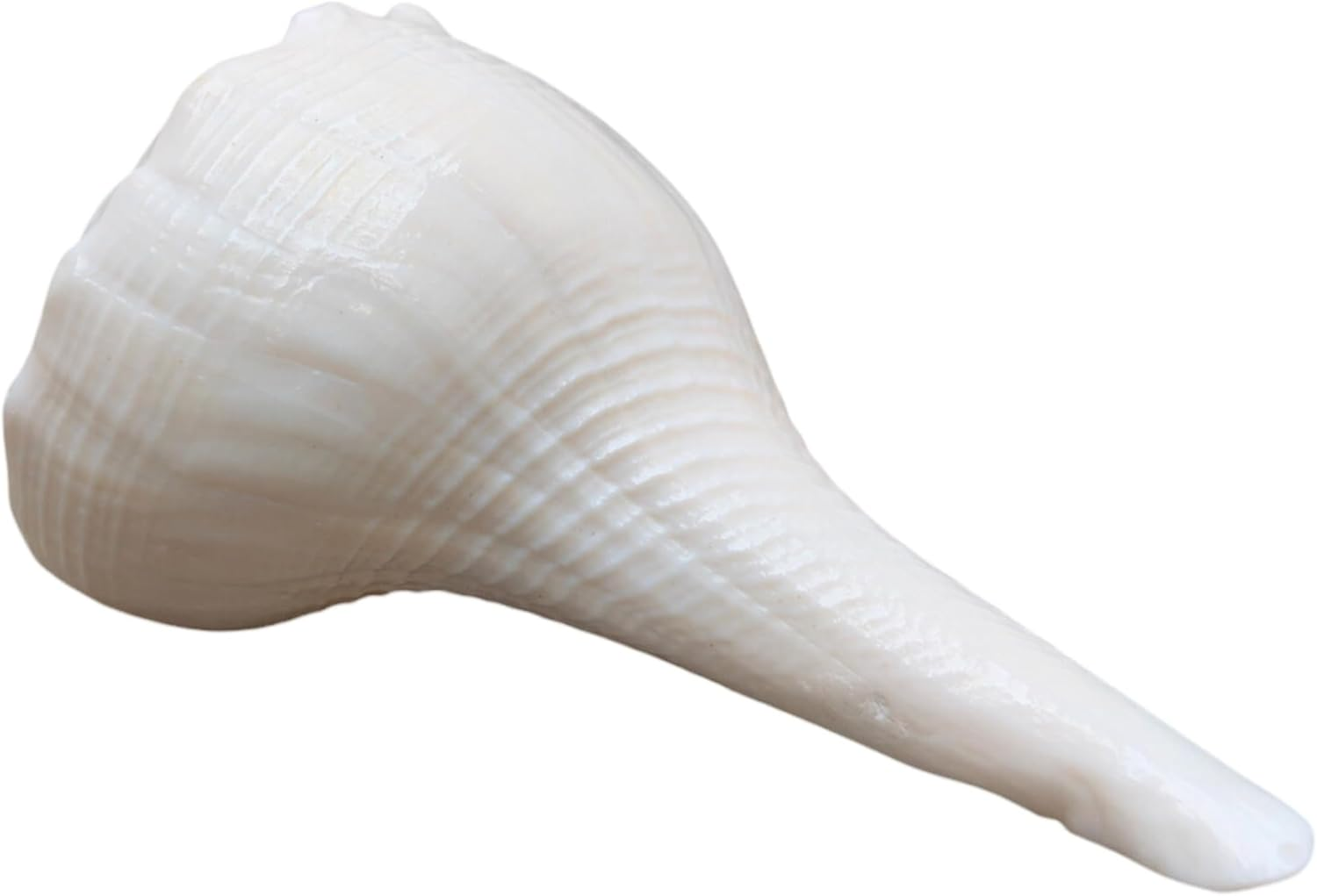 Dakshinavarti Shankh 2"Inch &ndash; Rare Right-Handed Valampuri Conch | White Lakshmi Shankh for Pooja, Abhishek, Vastu | Natural Hindu Religious Shell for Worship & Gifting &ndash; Small Size image number 2