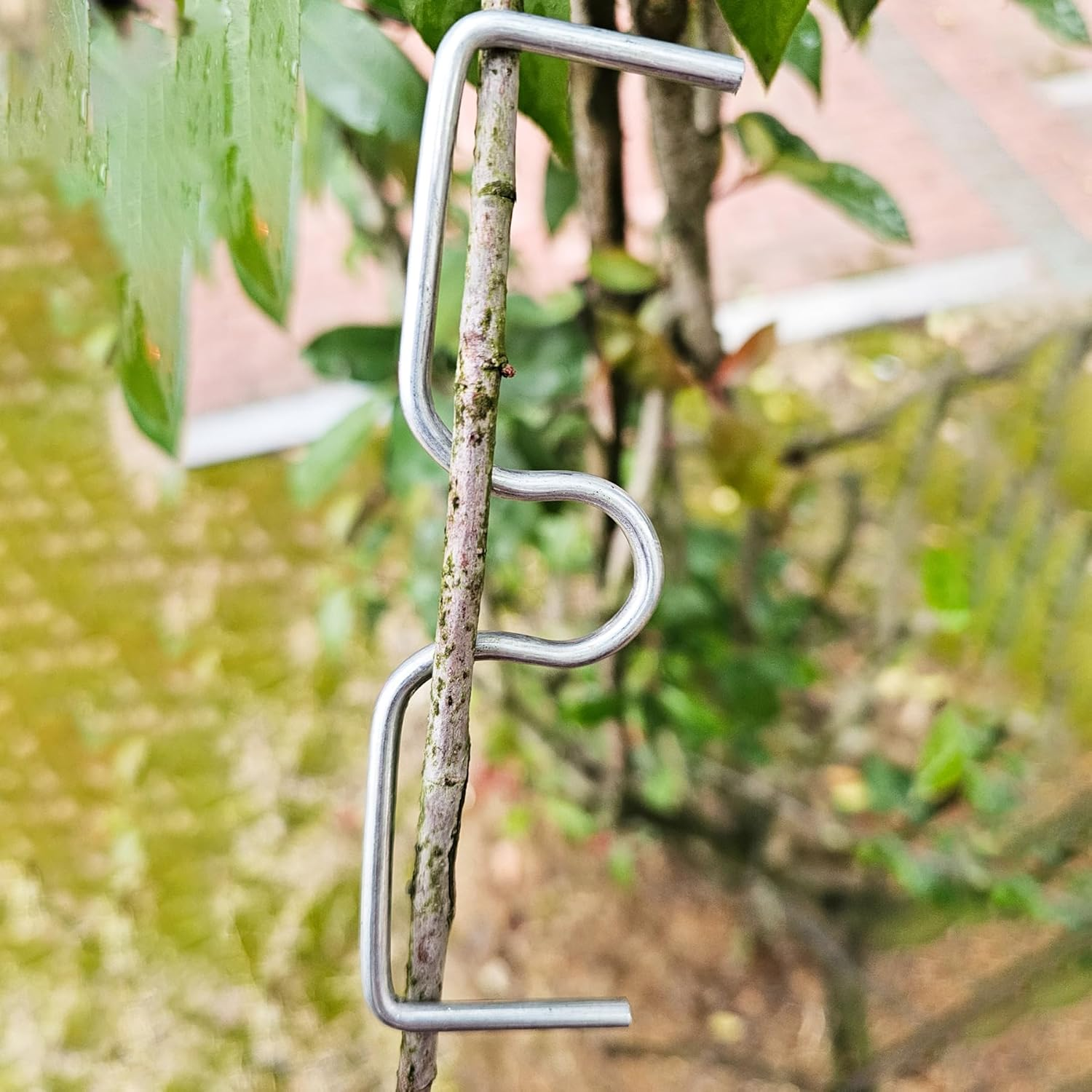 DAGUANZHI 15 Pcs Fruit Tree Branch Puller Tying Machine Farm Tools New Plum Tree Open Angle Pull Branch Stereotyped Branch Bending Tool Fruit Branch M-3.94(Inch) image number 6