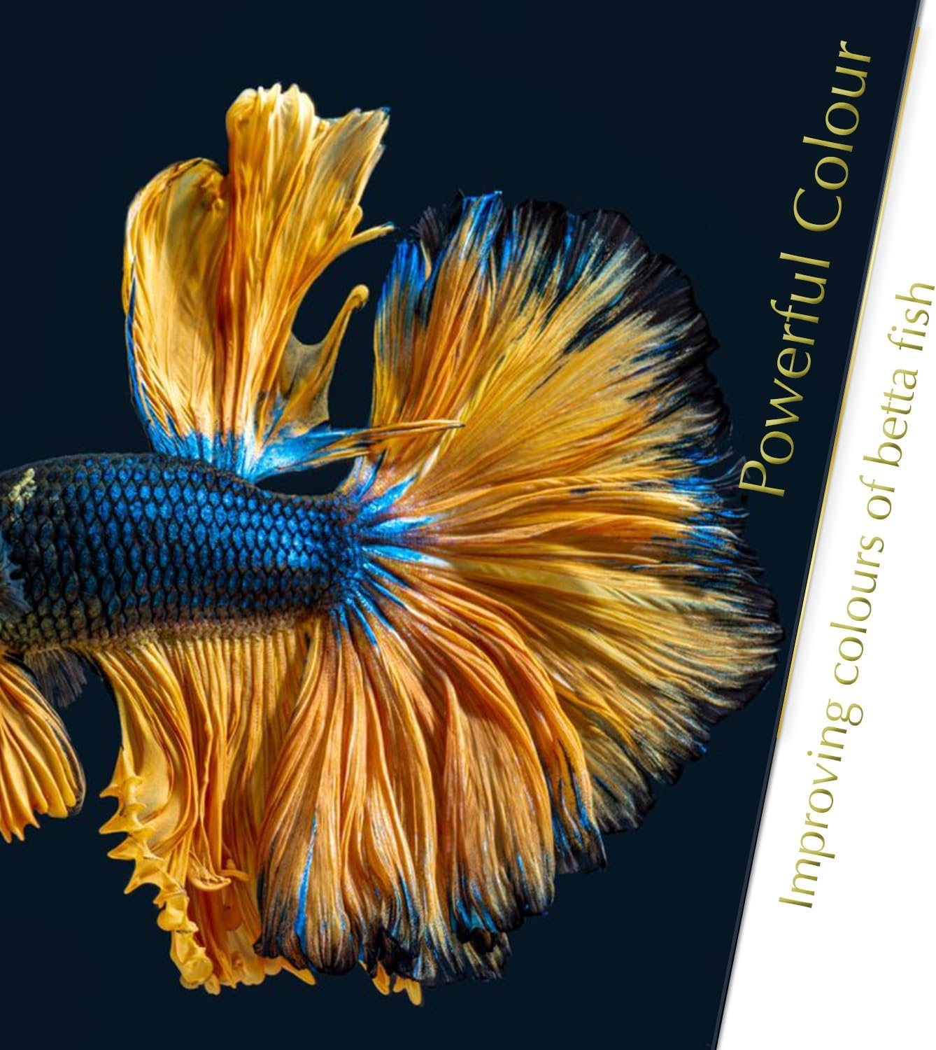 Bettaleaf Comfort Zone Fish Indian Almond Leaves Slice in Pieces Leaf Ready to Use 45 Grams Pack (80~100 Pieces) | Best Gold Brown Quality | Fish Tank for Betta Fish Shrimp Crayfish, for Healthy image number 2