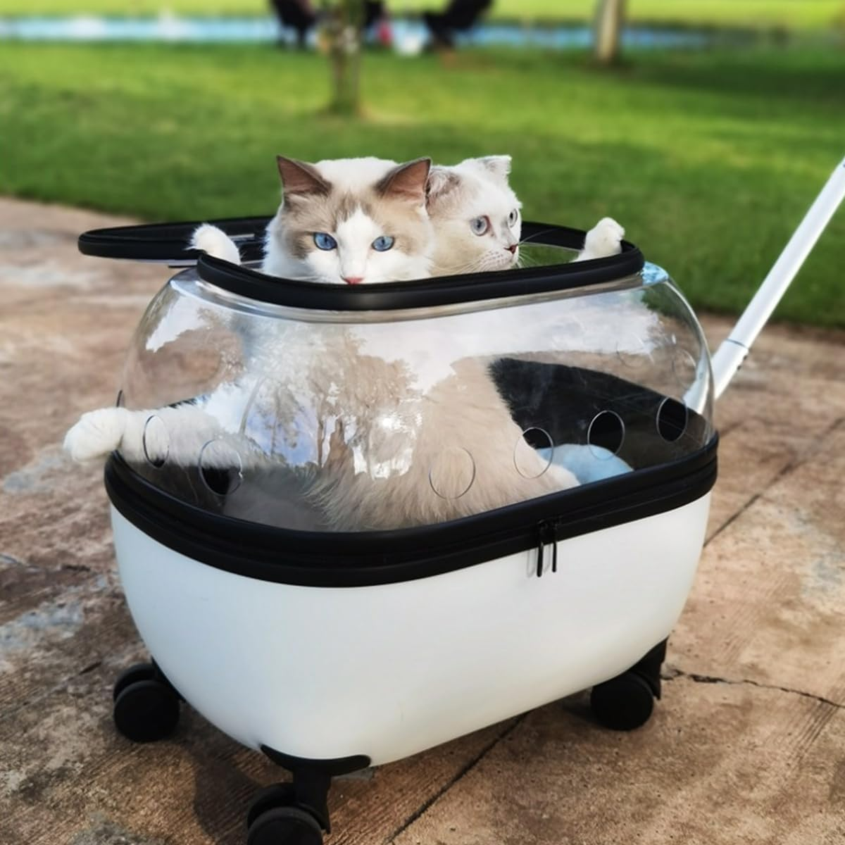 AIMALL Portable Pet Trolley Carrier with Wheels Retractable Handle Ventilated Travel Box for Cats Small Dogs Lightweight Transport Case with Skylight Design 19.7X14.6X18.5In