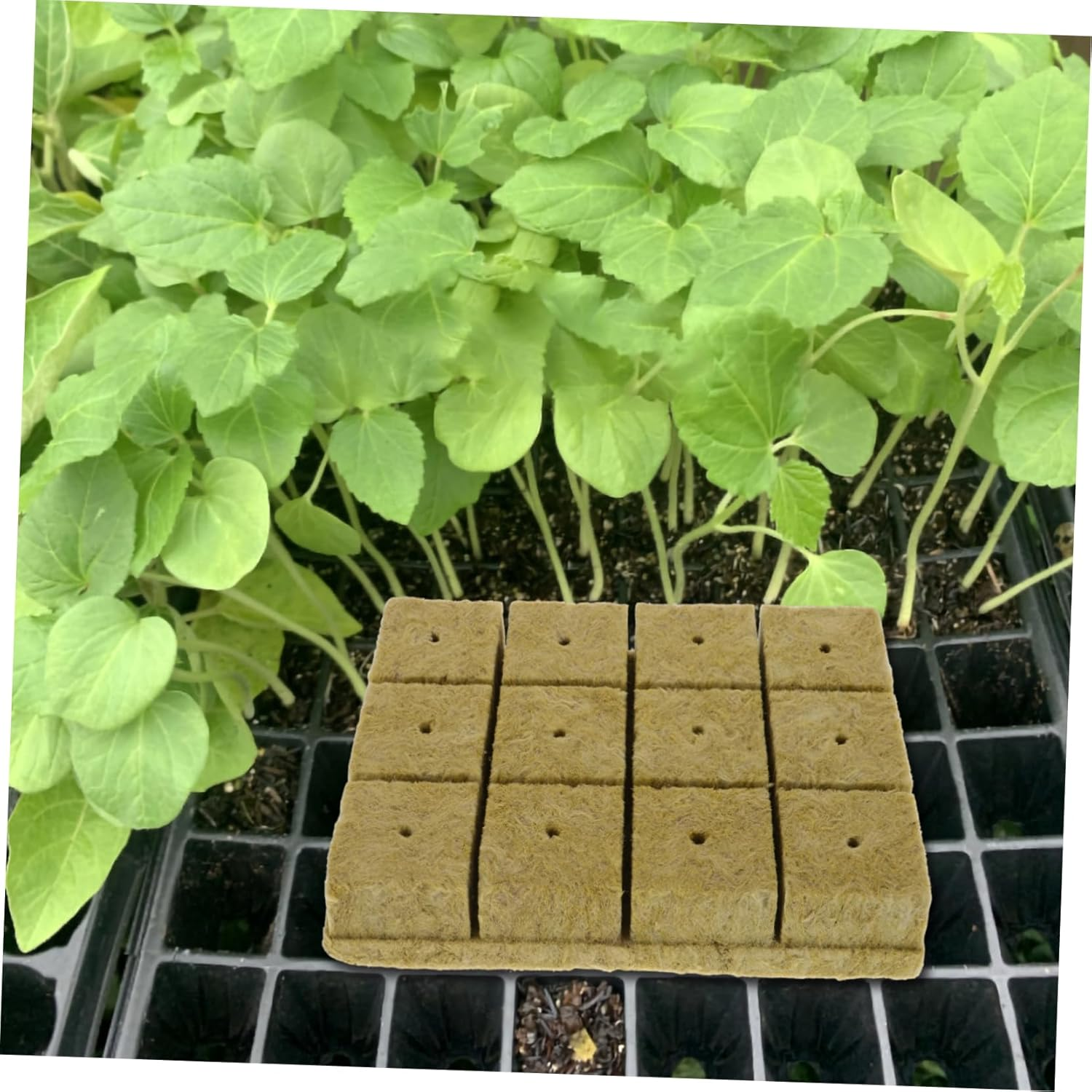 CAXUSD Nursery for Plant Grow Cubes Plugs Hydroponic Nutrients Vertical Hydroponic Garden Plant Supply image number 2