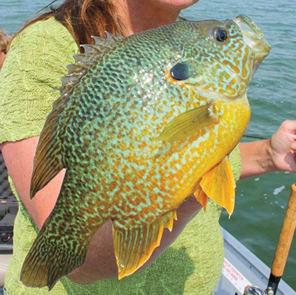 YZD Silverside Minnow Crappie Jig 12Pcs - B/G/M Mix image number 2