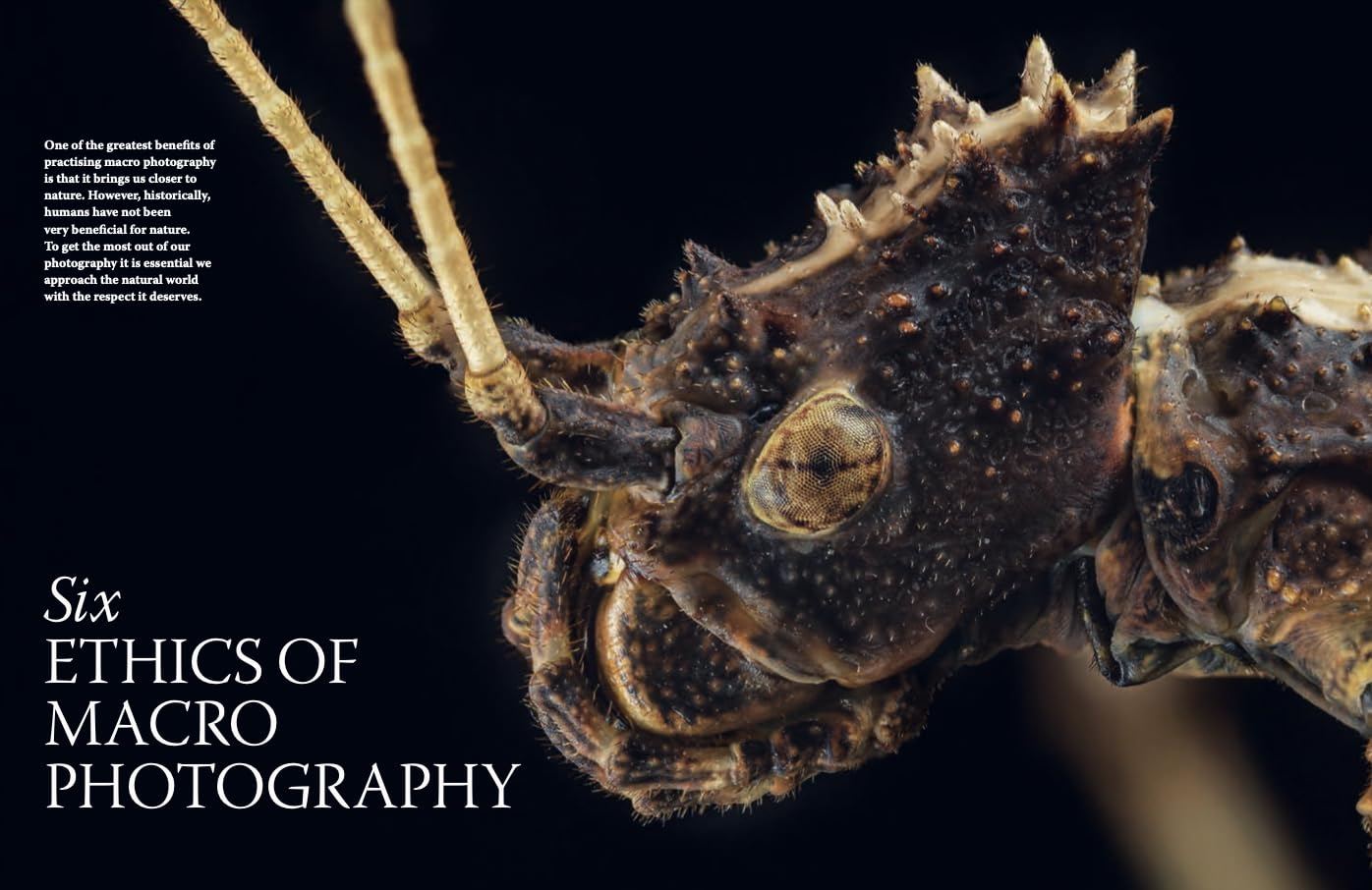 Close-Up: the Complete Guide to Macro Photography image number 5