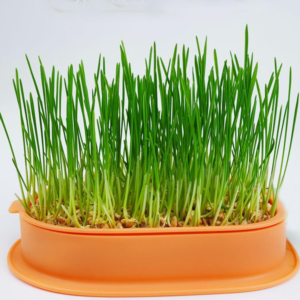 Cat Grass Growth Kit Hydroponic Planter for Cat Grass Box for Planting Cat Grass Organic Cat Grass for Pets for Dogs and Cats image number 2