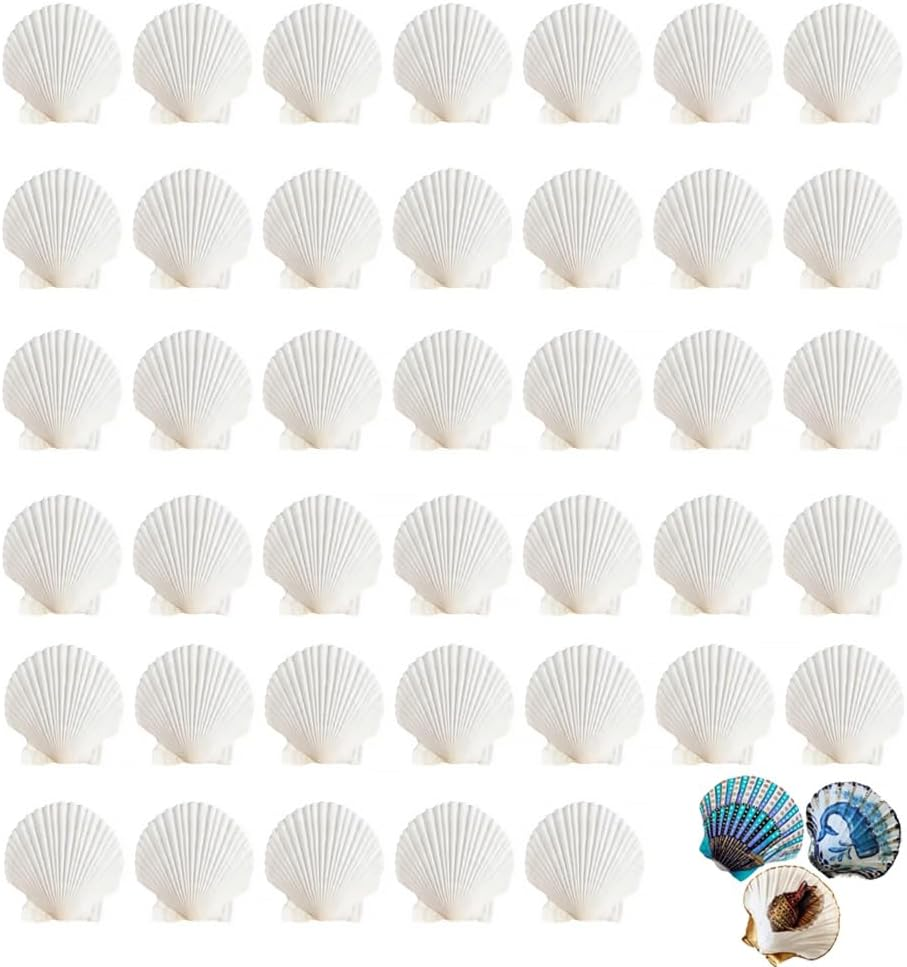 40Pcs Natural Scallop White Small Sea Shells for Real Seashells Shell Bulk Crafts Crafting for Ocean Party Home Decor Beach (White) image number 5