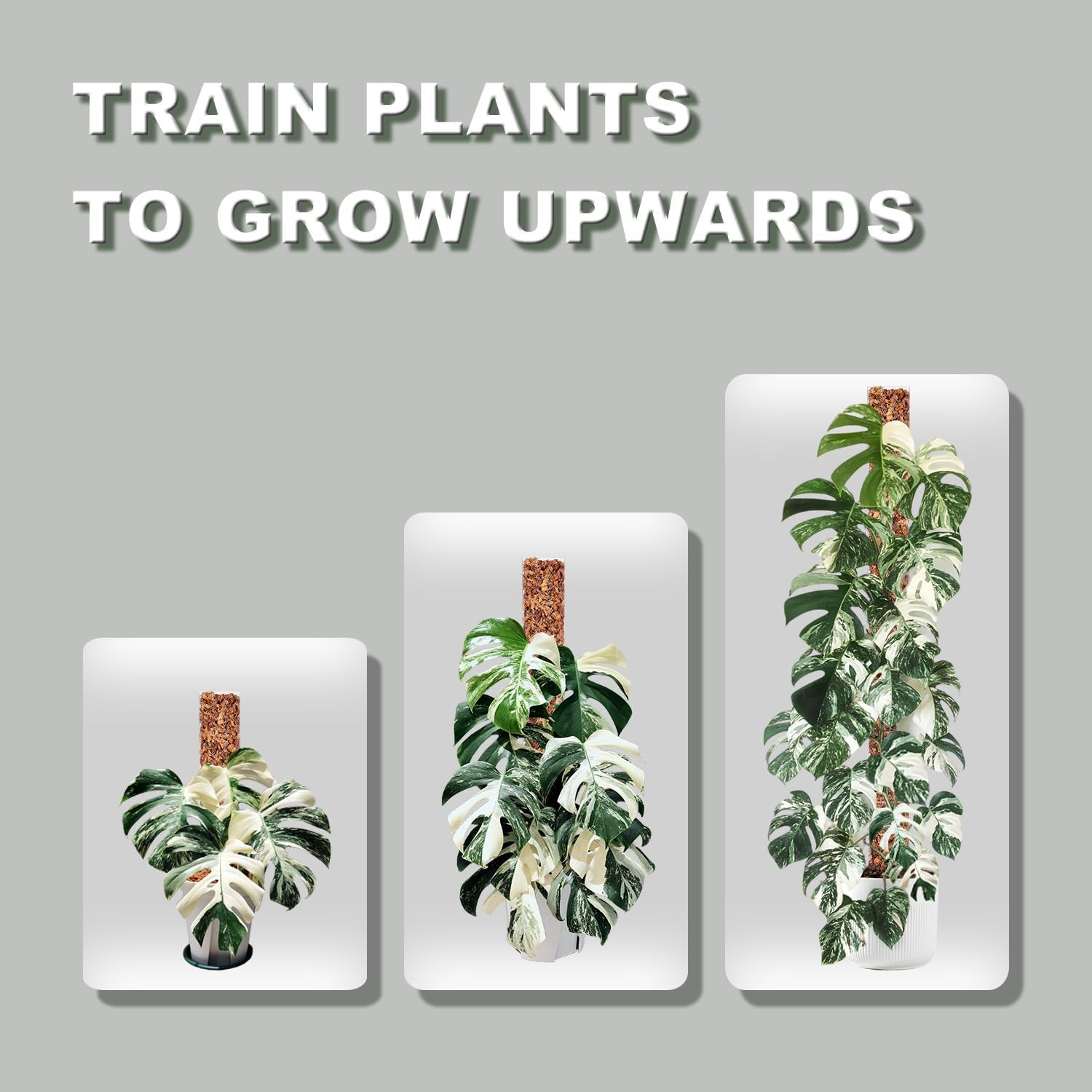 Haispring 6 Pcs 17 Inch Plastic Moss Pole for Plants Monstera,Designed Specifically for Climbing Plants, Stackable Plant Support for Indoor Plants - 4, Black image number 4