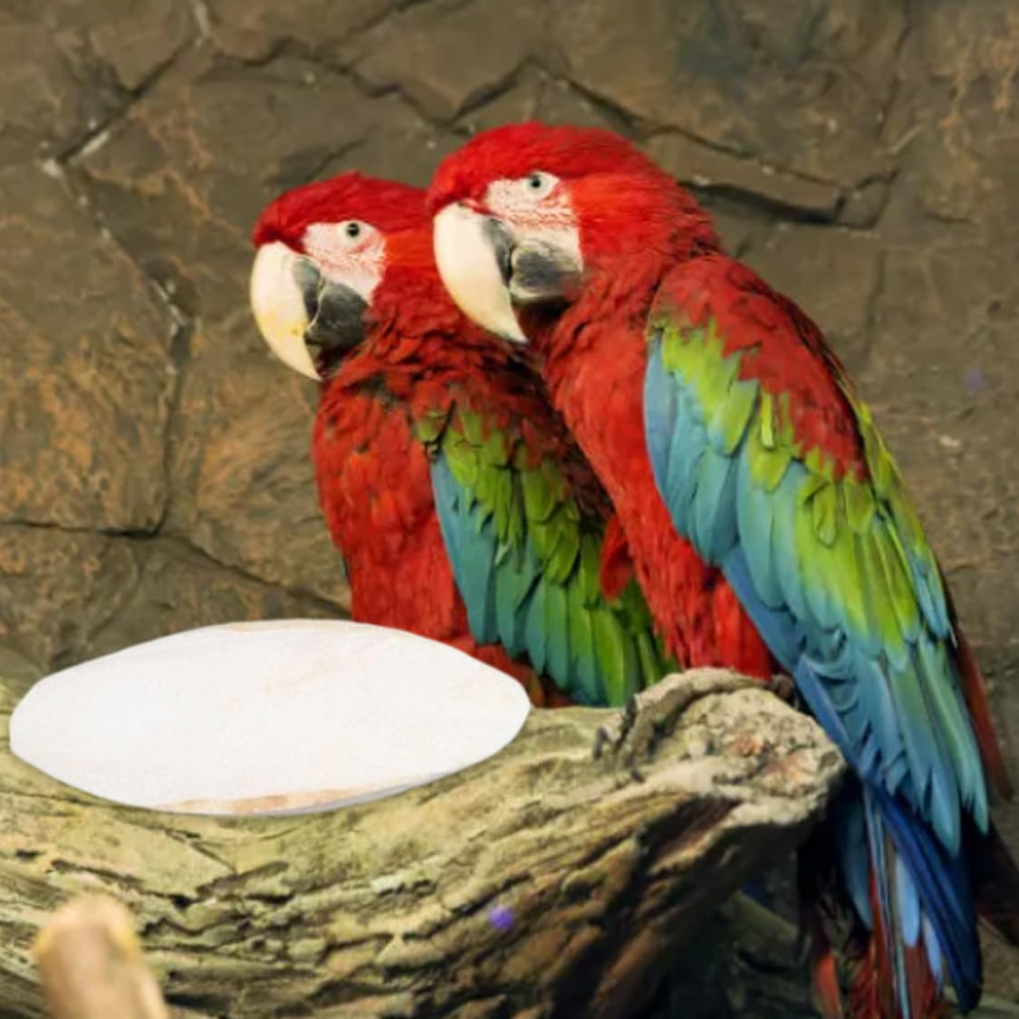 Parakeets Cuttlebone, Bird Cuttlebone Chew Toy Parrot Cuttlefish Bones Natural Safety Chewing Cuddle Bone 10PCS for Indoor image number 5