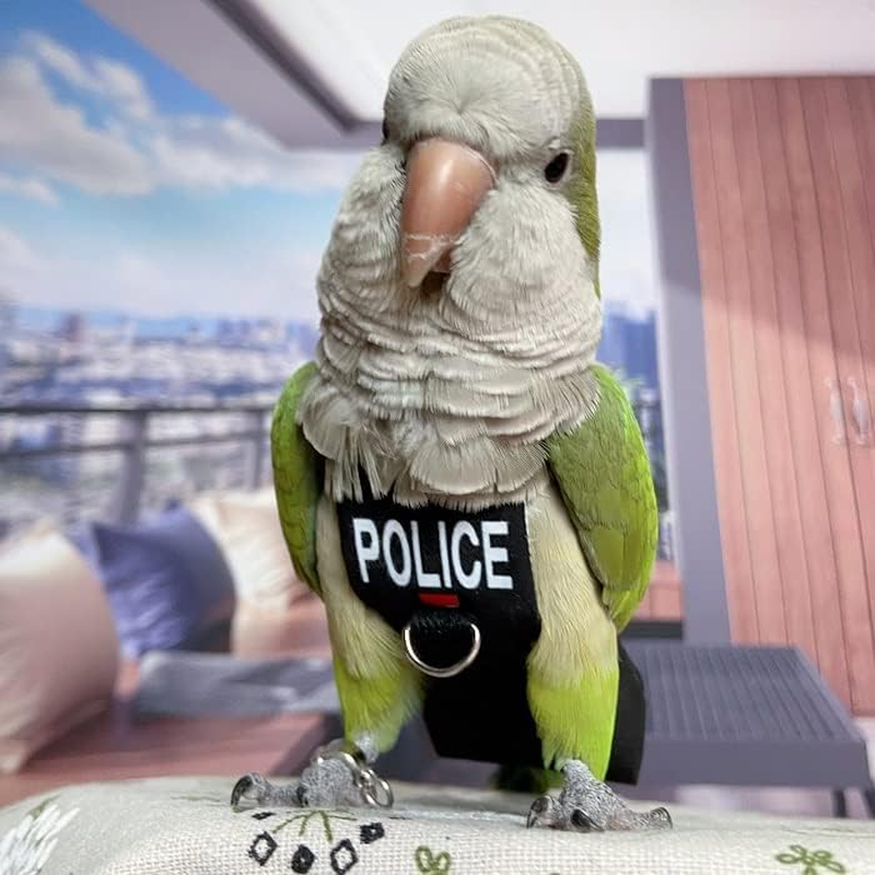 Bird Diaper Harness Flight Suit Clothes, Parrot Flight Suit with Leash for Parrot, Bird Flying Clothes with Rope and Handle for Outdoor Activities Training (With Leash - Xx-Large) image number 5