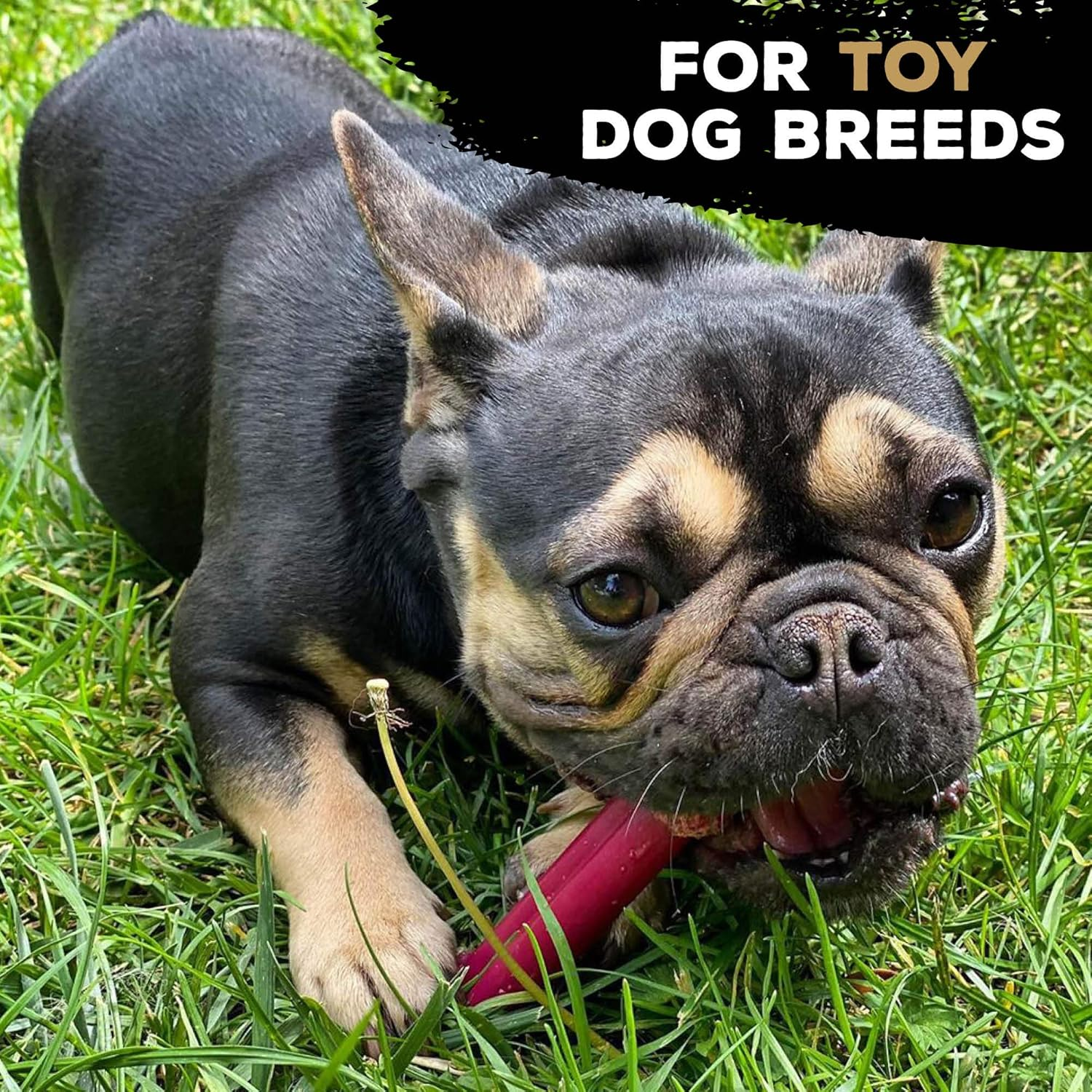 Tastybone Twin Pack Nylon Dog Chew Toys for Toy Dogs (Beef Wellington & Chicken Cordon Bleu) - Indestructible for Aggressive Chewers, Everlasting Flavour, Strong Healthy Teeth, Made in the UK image number 4