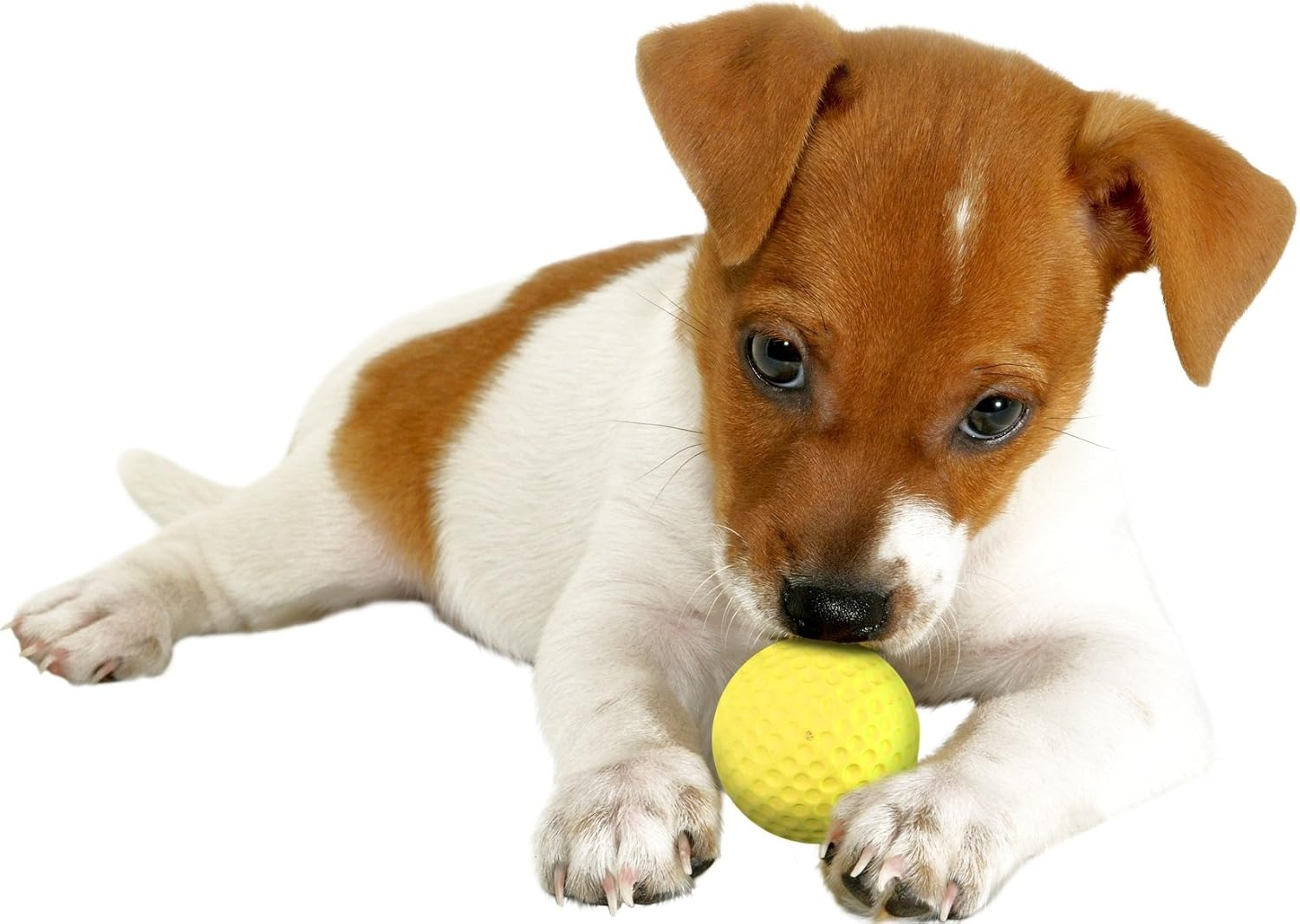 Martin SELLIER Rubenroll Dog Toy Soft Rubber Ball Puppy Yellow image number 2