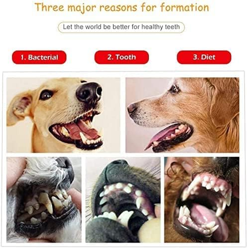 Dental Tooth Scaler Plaque Remover (Perfect for Cats and Dogs) - 6.5 Inch Double Headed Tarter Scraper Stainless Steel Teeth Cleaning Tools/Picks image number 2