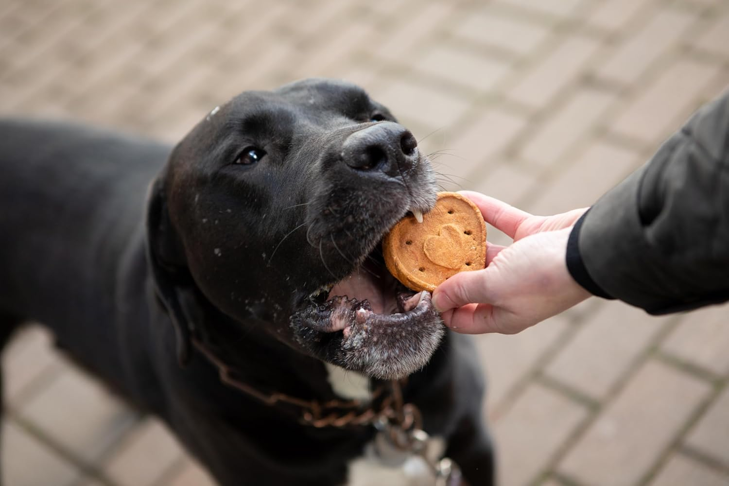 Blue Dog Bakery Natural Dog Treats, More Crunch Large, Assorted Flavors, 18Oz Box, 1 Box image number 4