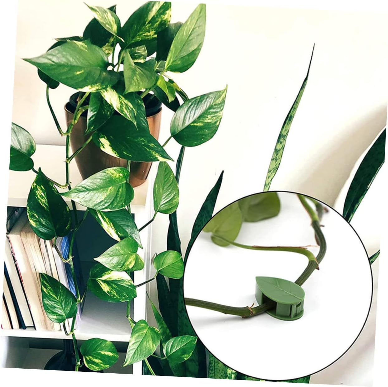 Yardwe 60Pcs Plant Clip Plant Climbing Clips for Wall Supply and Garden Accessories Fixing Tools image number 6