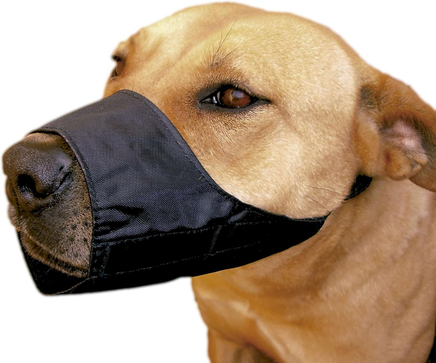 Xt-Dog Db938 Adjustable Nylon Muzzle for the Races of Morro Short Boxer,