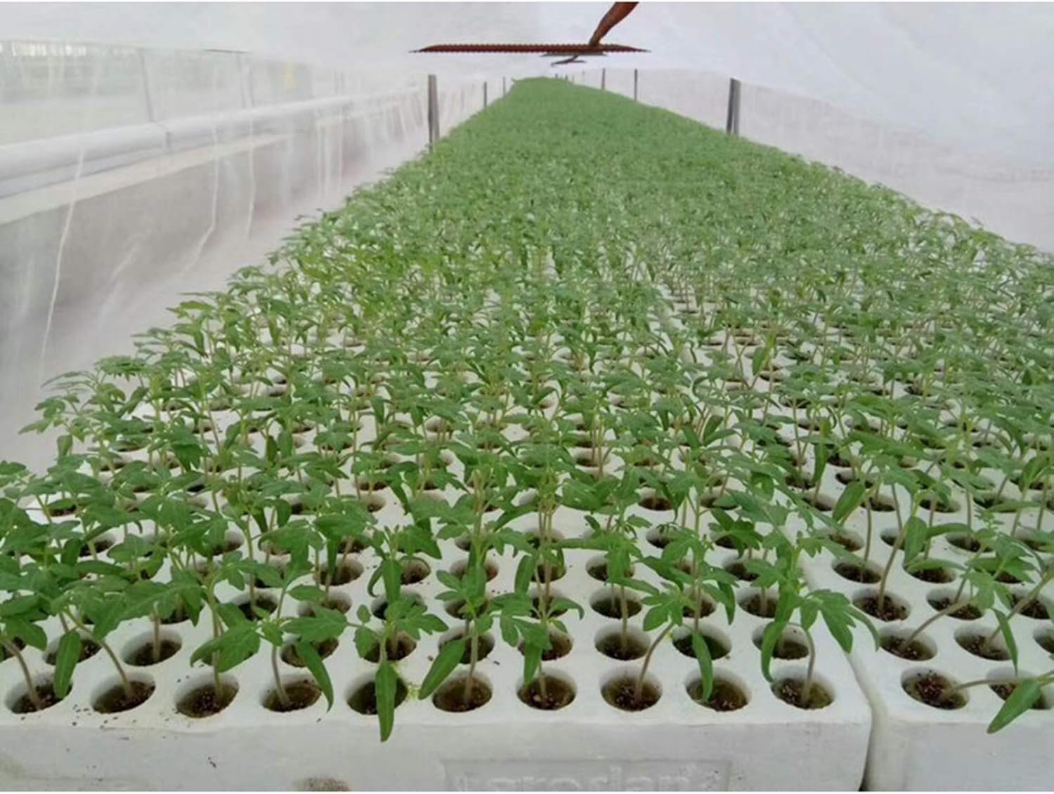 PETSOLA 50 Pieces Garden Flower Seed Starter Plugs Cubes Rock Wool Nursery Block image number 6