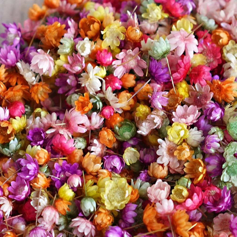 Poemtian Natural Dried Flowers Real Dried Flowers Little Star Flower Pressed Daisy Flowers for DIY Crafts Resin Candle Casting Jewelry Decorations Nail Art Decor (Color)