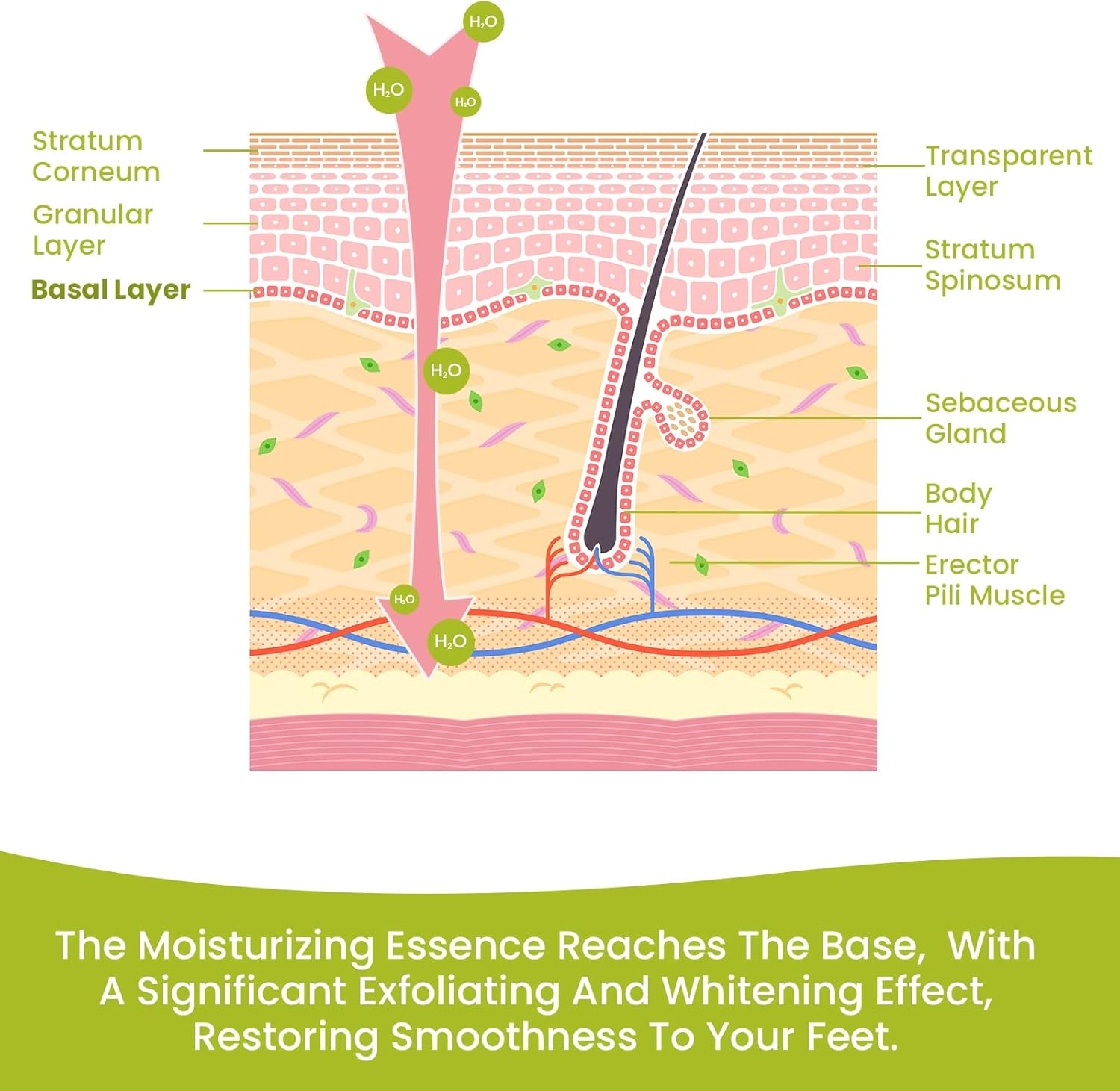 Moisturizing Socks for Cracked Heel Treatment - Bukihome 2 Pairs Moisturizer Socks for Dry Cracked Feet - Toeless Gel Socks for Women & Men，Hydration and Repair (Green) image number 6
