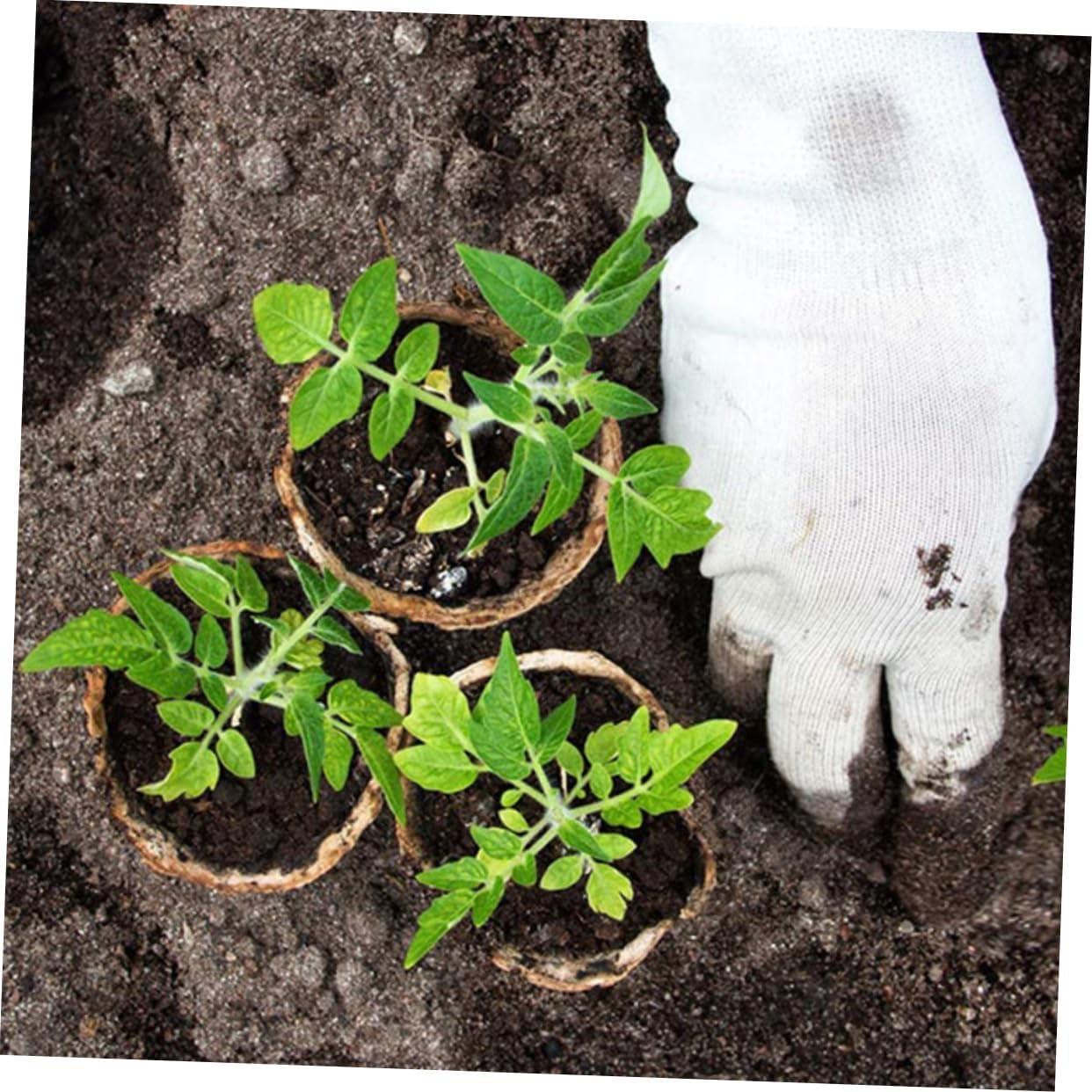 YARNOW 50Pcs round Paper Pulp Pots for Germination Planting Baskets Drainage Nursery Containers for Indoor and Outdoor Gardening image number 5