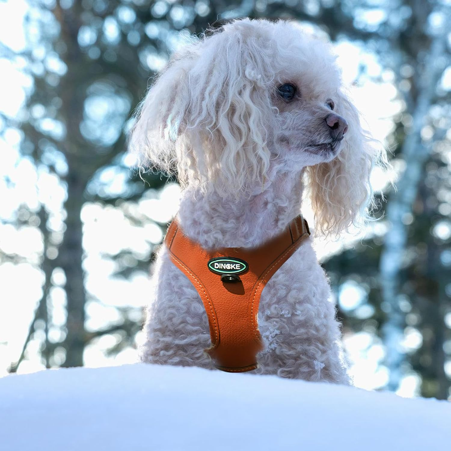 Adjustable Kitten Harness and Lead Set, Kitten Vest Harnesses, Adjustable Kitten Harness and Lead Set, for Small and Medium Cats and Pets for Outdoor Walking (S) image number 1