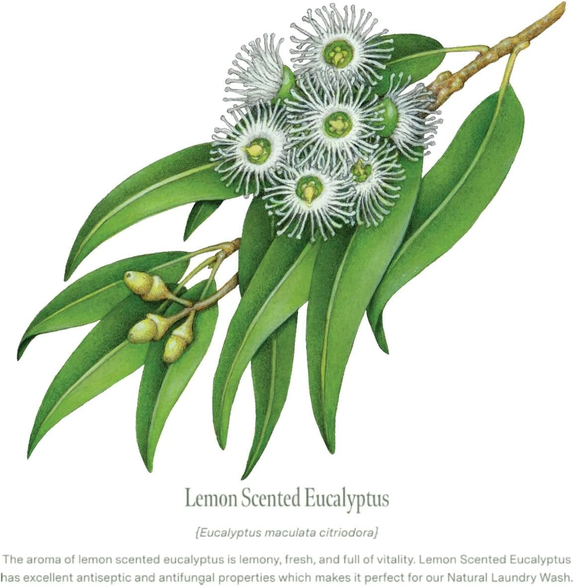 Koala Eco Lemon Scented Eucalyptus and Rosemary Natural Hand and Body Lotion - 500 Ml image number 5