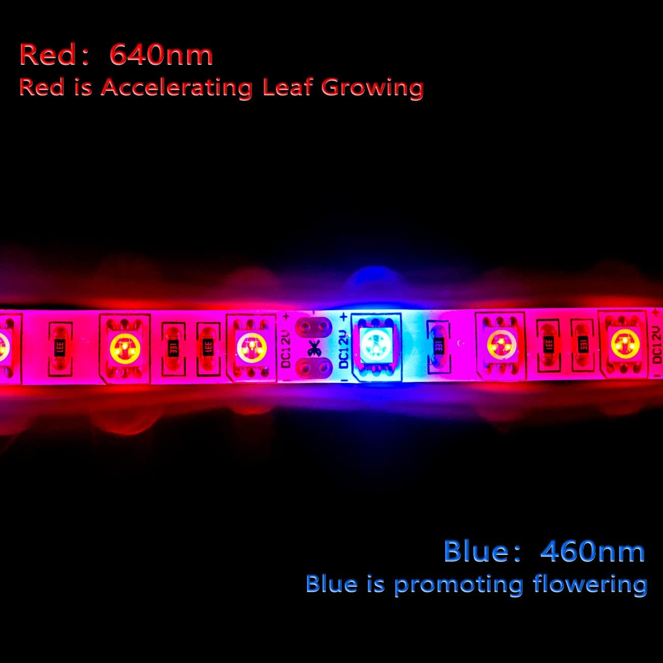 Tesfish LED Plant Grow Strip Light DC 12V IP65 Waterproof Full Spectrum SMD 5050 Red Blue 3:1 Rope Lights for Aquarium Greenhouse image number 4