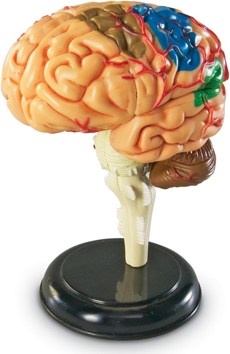 Learning Resources Brain Model image number 5