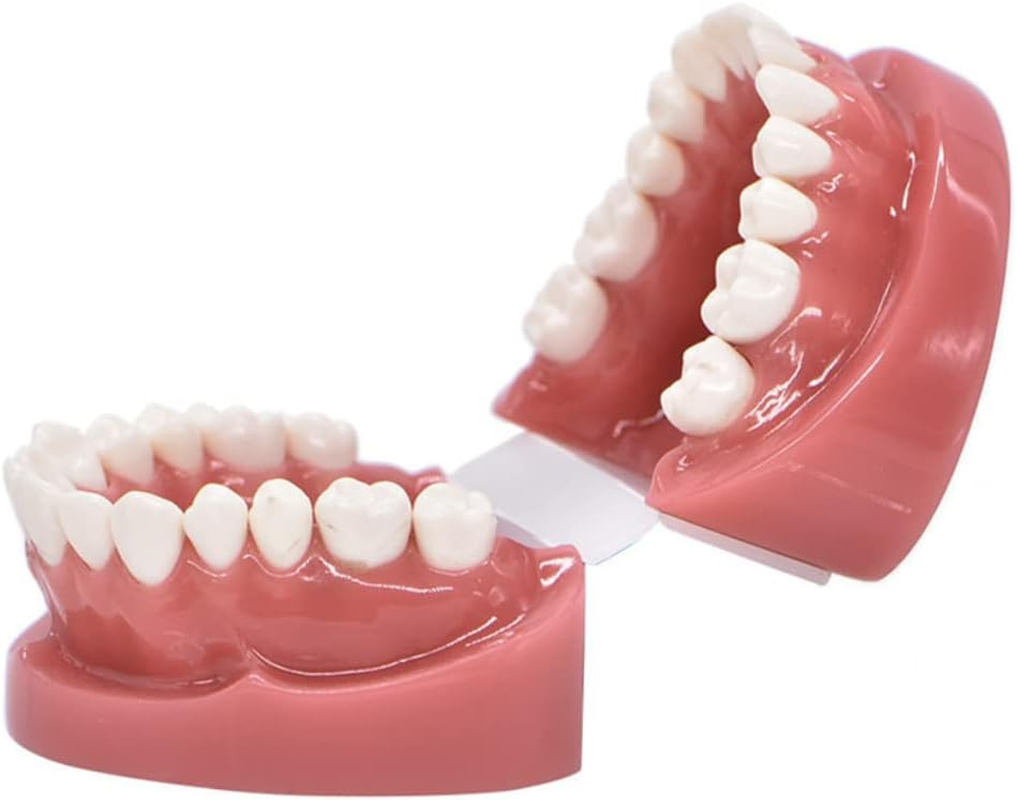 Dental Model Typodont Tooth Model 1:1 Brushing Flossing Practice Teeth Mode Gingiva Visible Anatomic Demonstration for Study Adult Standard Teaching Model image number 1