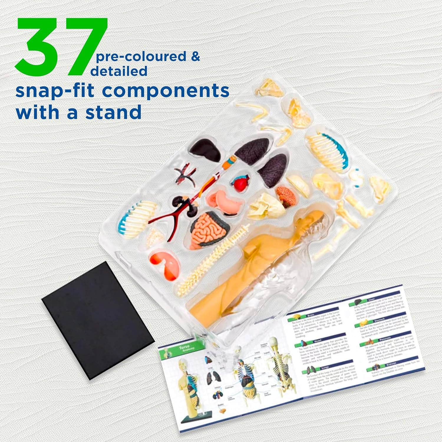 Thames & Kosmos 260830 Anatomy Model, 37 Parts with Stand and Guide Book, Build Your Own Human Body, Nature Discovery Range, Ages 8 to Adult, Multi image number 1