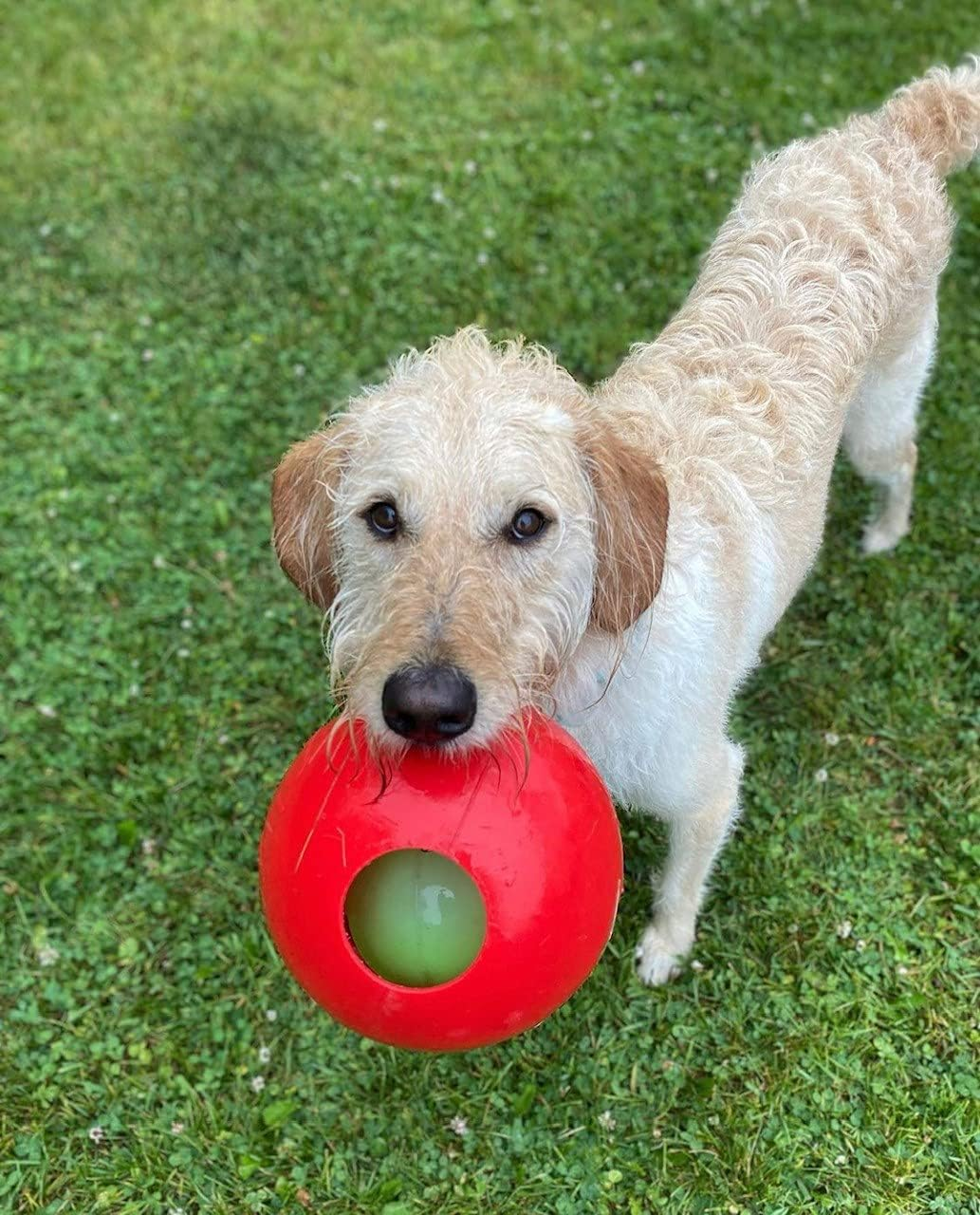 Jolly Pets 6-Inch Teaser Ball, Red image number 7