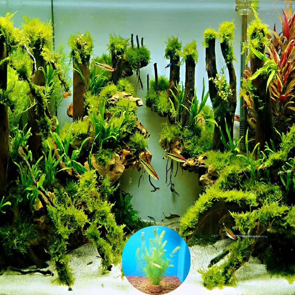 6 Pcs Aquatic Water Plant Fixed Rings, Aquarium Landscape Ceramic Pottery Plant Pot Gravity Ring for Fish Tank Accessories (Medium Sized) image number 1