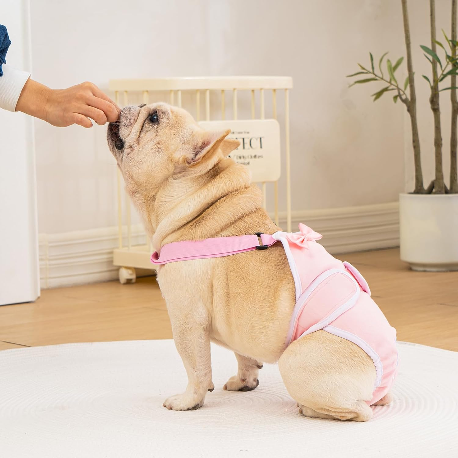 Avont 3 Pack Frenchie Dog Diapers Female, Washable Reusable Girl Doggie Pants for Period Heat Cycle, Full Body Cover Onesie with Adjustable Straps -Pink/Purple/Blue M image number 4