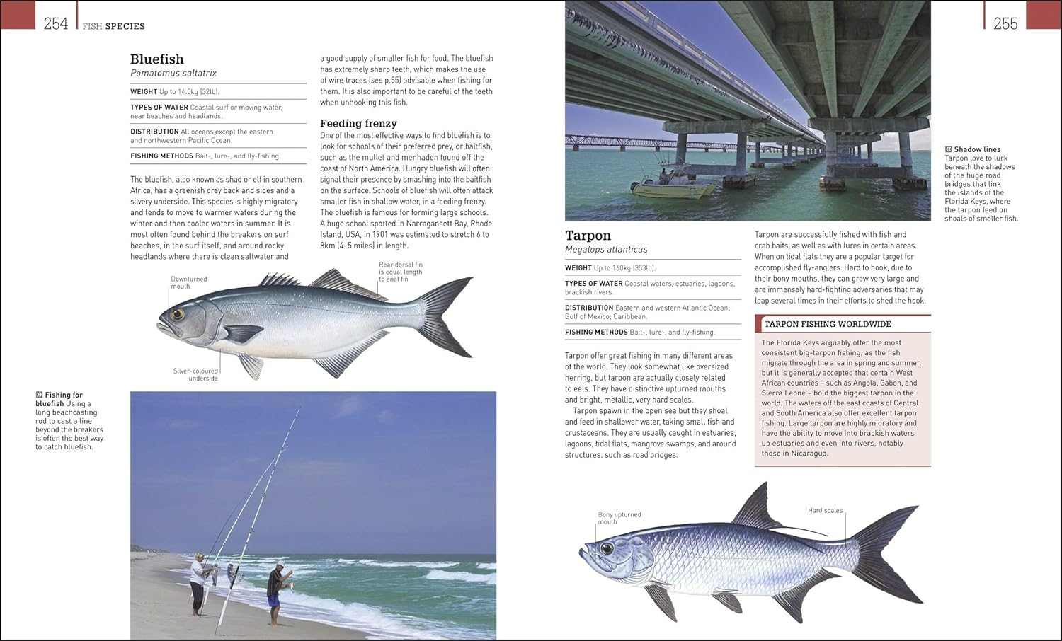 The Complete Fishing Manual: Tackle * Baits & Lures * Species * Techniques * Where to Fish image number 2