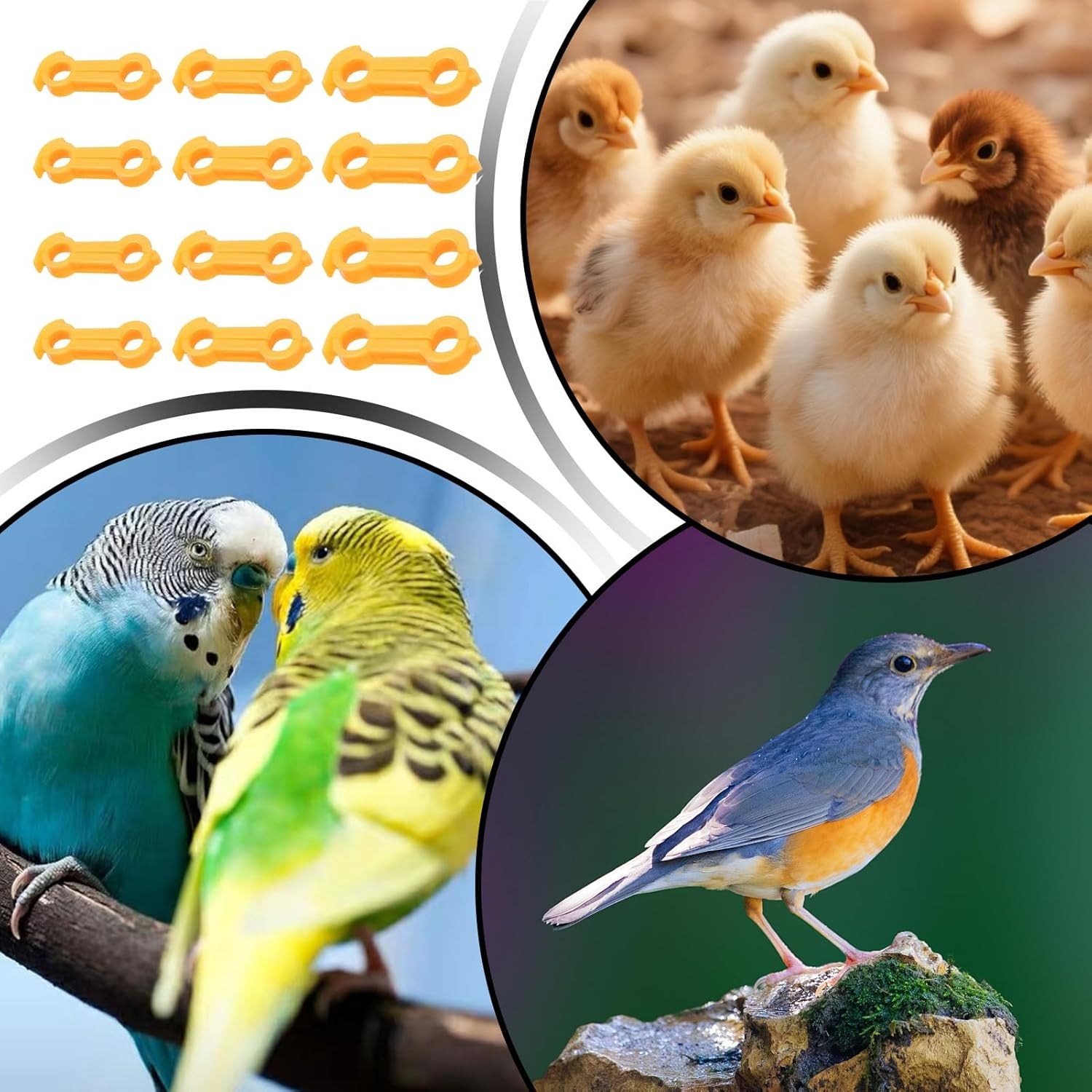 Baby Chick Splay Leg Bands - Baby Chick Splay Leg Hobble Bands | Adjustable Livestock Health Supplies for Newly Hatched Chicken Ducks Parrots Quails image number 2