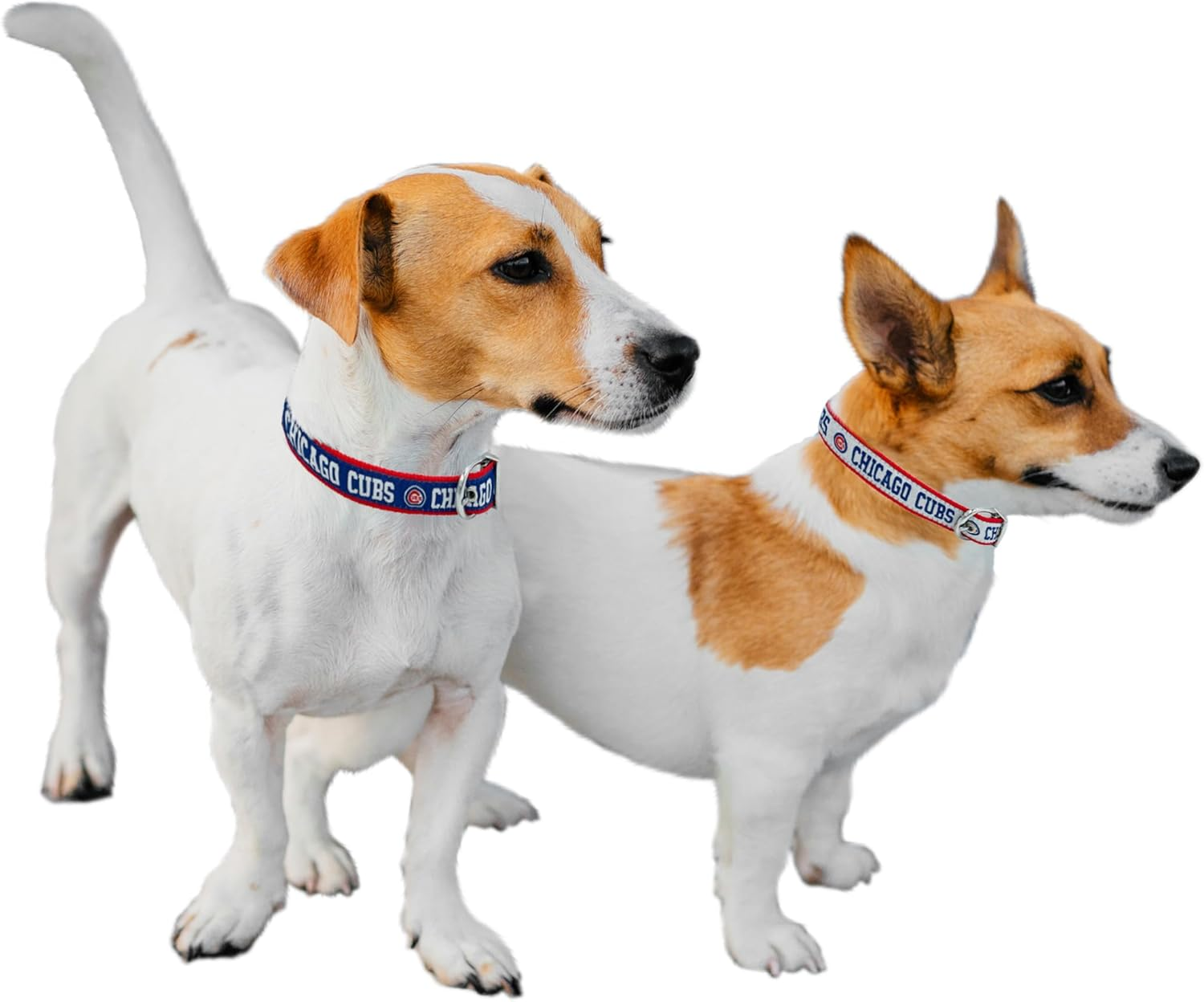 Chicago Cubs Reversible MLB Dog Collar, Large. Premium Home & Away Two-Sided Pet Collar Adjustable with Metal Buckle. Your Favorite MLB Baseball Team with a Unique Design on Each Side! Dogs & Cats image number 2