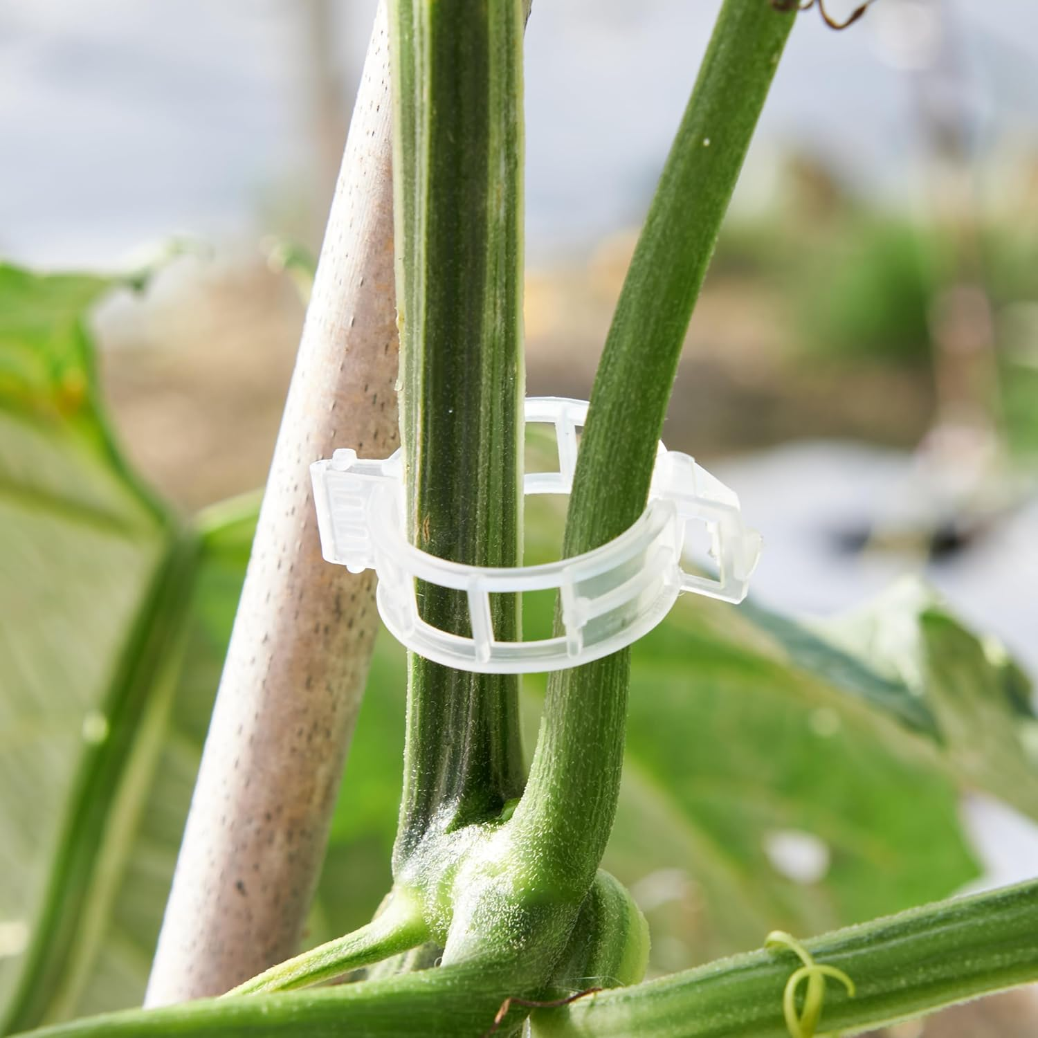Plant Support Clips,Plastic Clips for Securing Plants,Tomato Vine Clips,Plant Fixing Clips,Garden Clips for Climbing Plants,Grape and Vine Vegetables (200, White) image number 3
