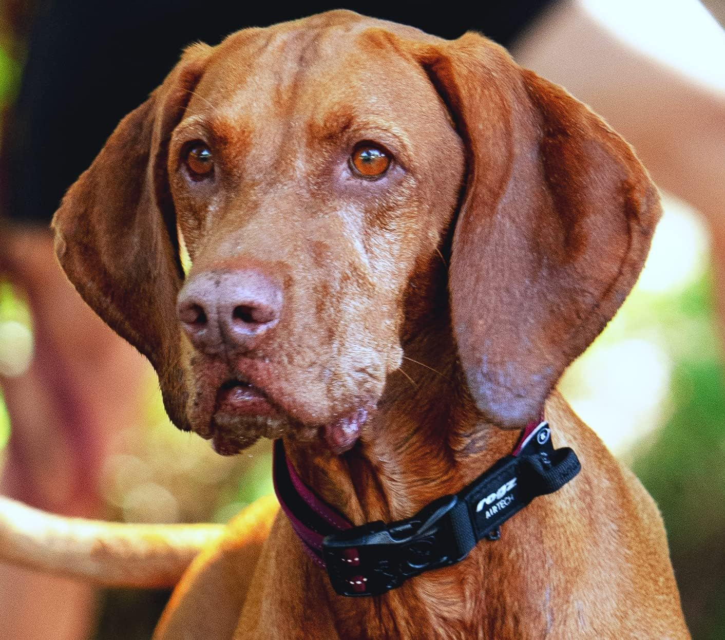 Rogz Airtech Classic Dog Collar, Platinum Grey, Medium image number 1