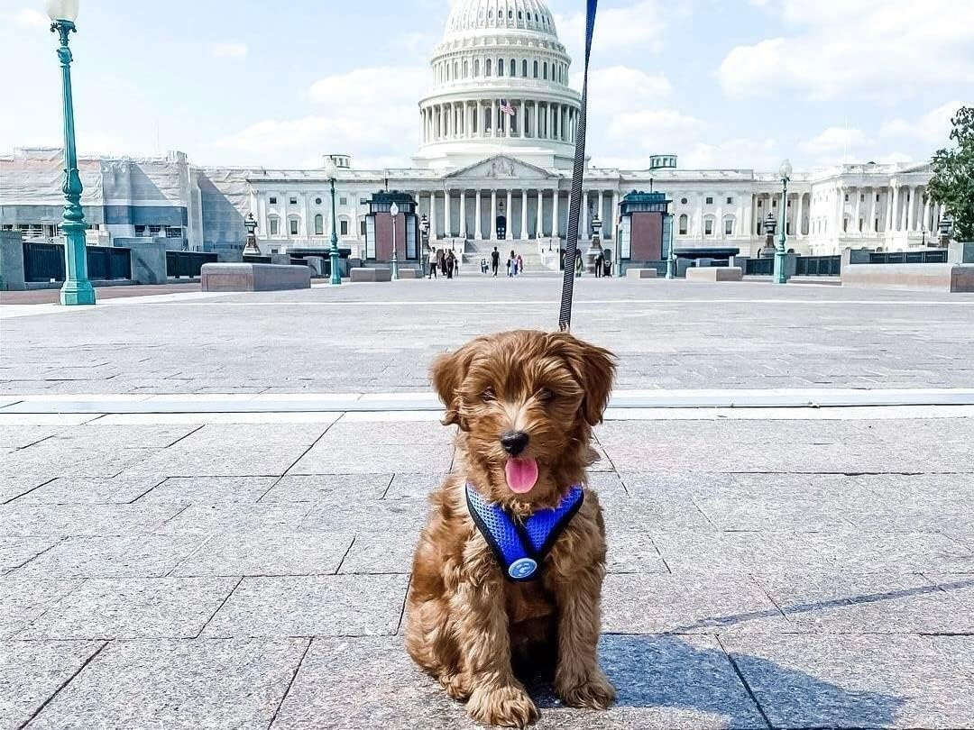 Gooby - Comfort X Head-In Harness, Choke Free Small Dog Harness with Micro Suede Trimming and Patented X Frame, Blue, Medium image number 4