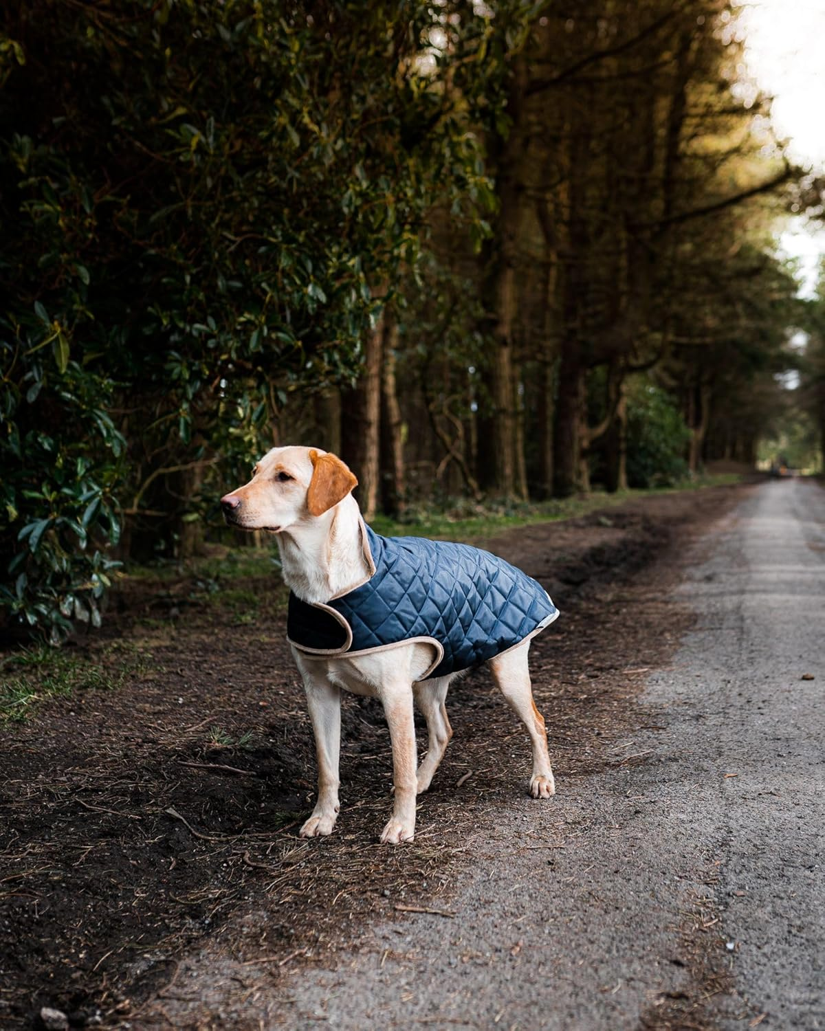 Danish Design Navy Quilted Dog Coat 65Cm (26") image number 2