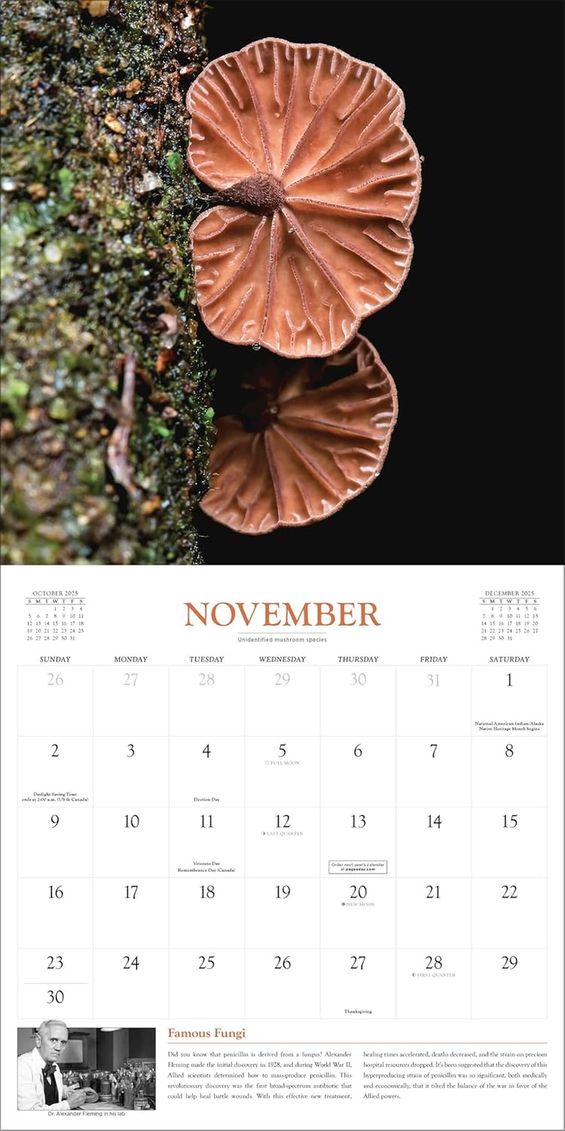 Fantastic Fungi Wall Calendar 2025: Inspired by the Louie Schwartzberg Film image number 1