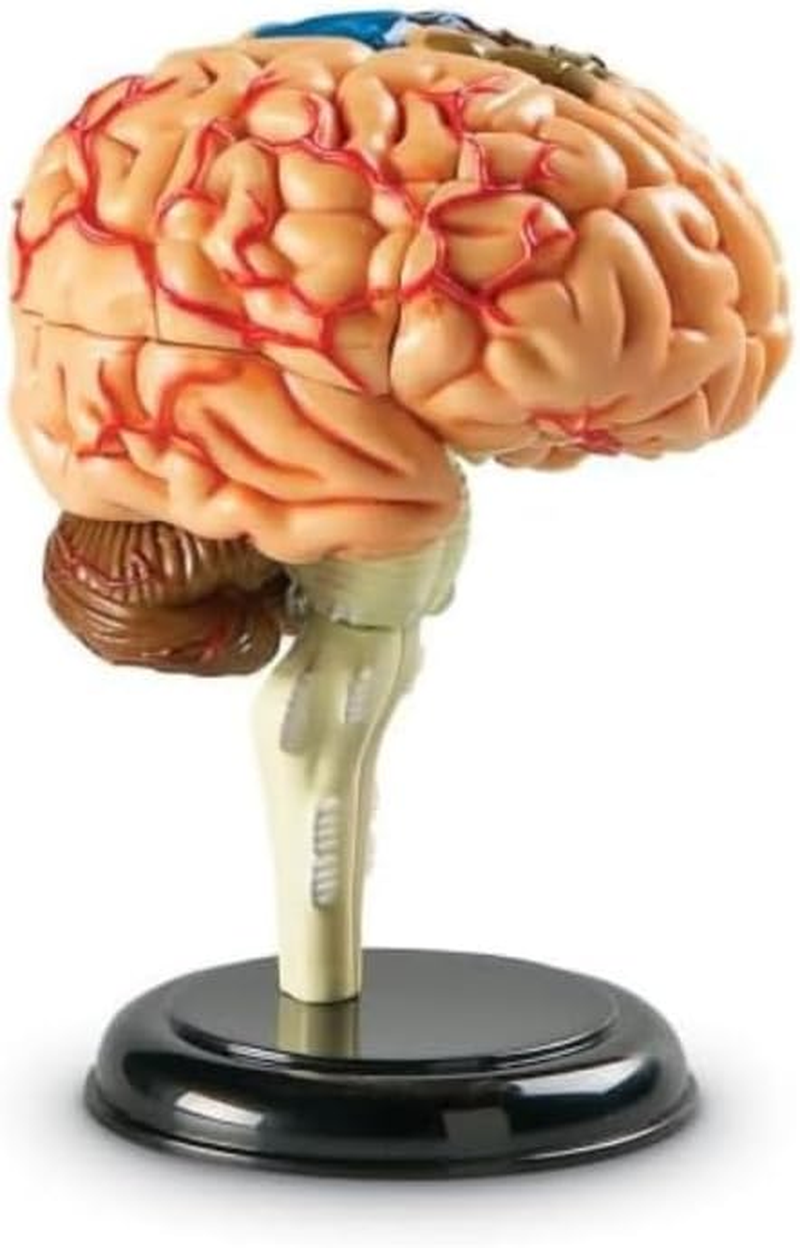 Learning Resources Brain Model