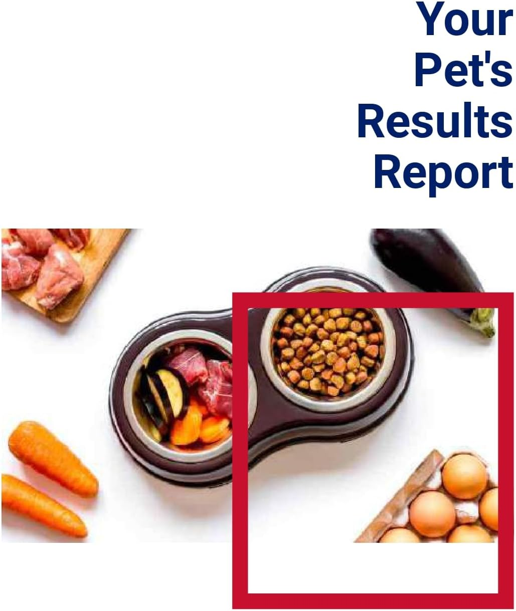 Affinitydna Dog Intolerance Test for 200 Food and Non-Food Allergens | Home Sample Collection Kit for 1 Canine | Results in 5-7 Working Days | a Complete Allergy Kit with No Extra Fees image number 2