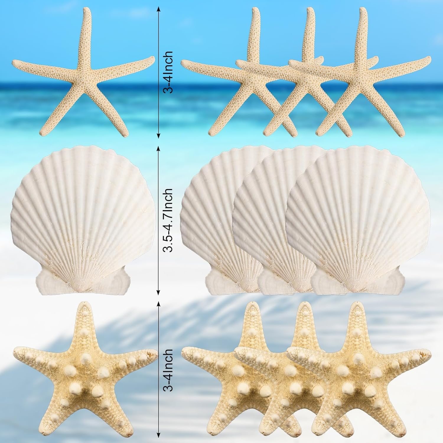 12PCS Starfish Scallop Shells for Crafts 3.5"-4.7" Large Mixed Star Seashells Bulk Fish Shells Decorations for Making Fish Tank Home DIY Decorations Wedding Decor Crafting Craft