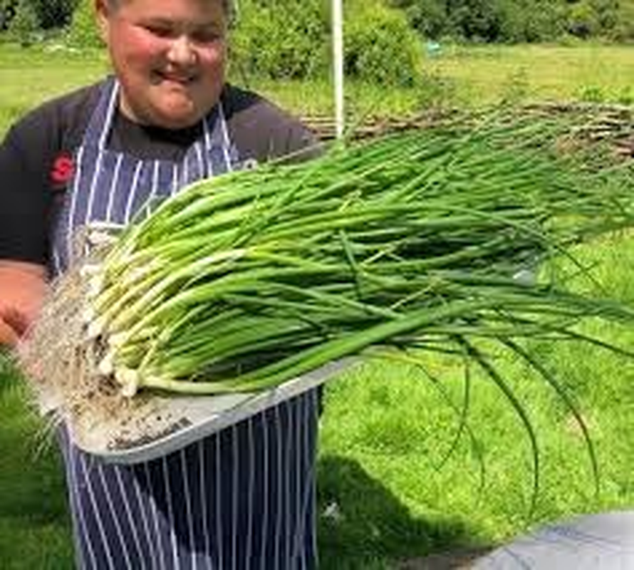 Onion Bunching Winter Ishakura (100 Seeds)