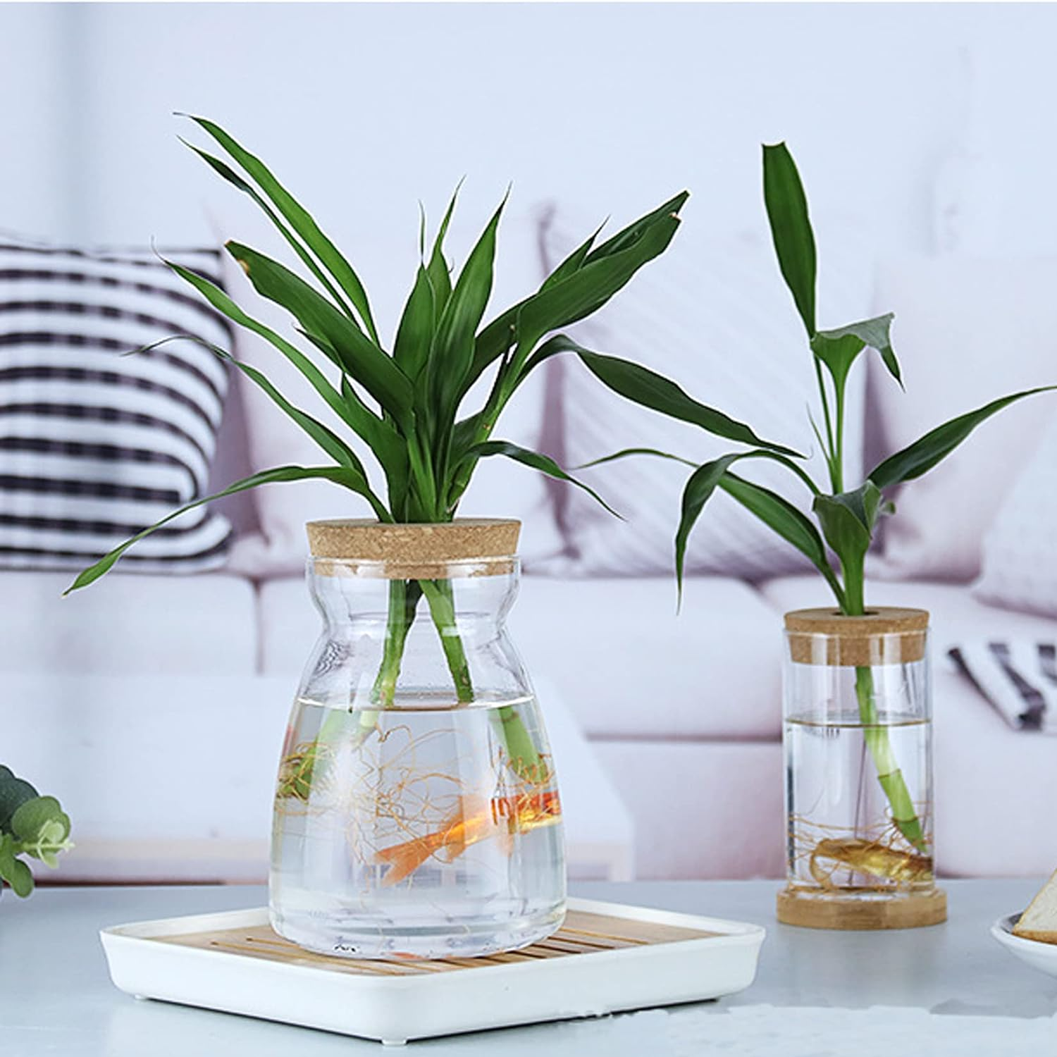 MMIAOO Hydroponic Plant Glass Container,Glass Mini Vase - Micro Landscape Ecological Bottle,Home Decoration Vase,For Water Plants or Flowers,Garden Wall Decoration (Cylinder, 10 * 12Cm)