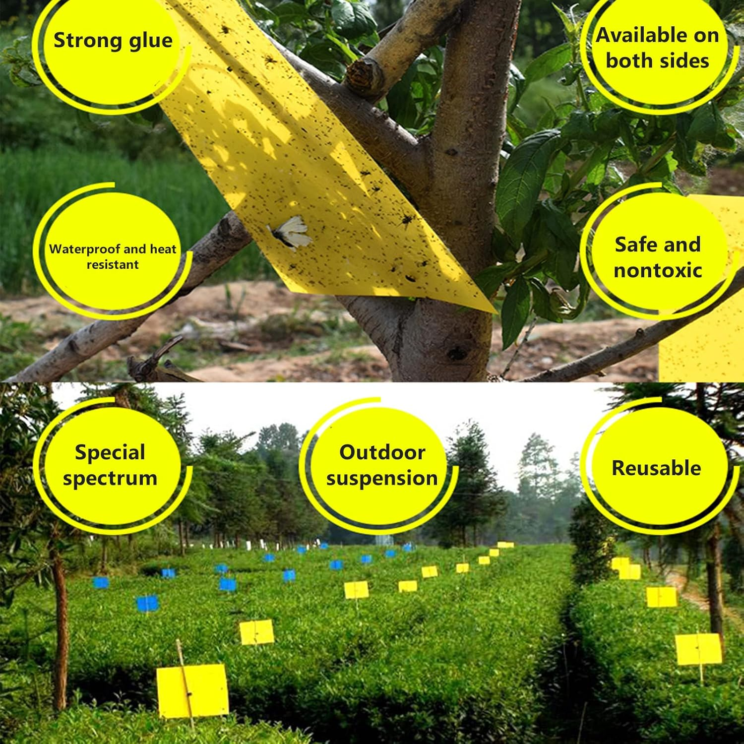 Sticky Traps for Flying Plant Insect Fungus Gnats 20Pcs 20 * 15Cm Dual-Sided Flying Insect Traps Can Be Cut image number 5