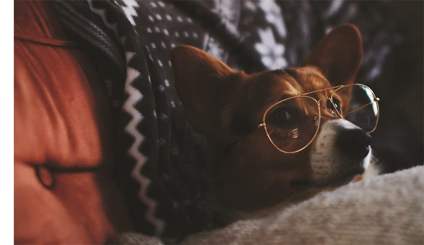 This Book Is Literally Just Pictures of Animals Silently Judging You image number 1