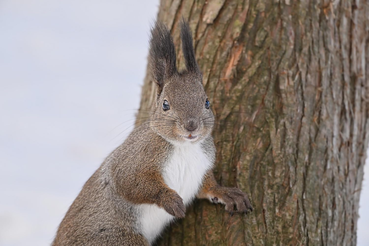 Nikon NIKKOR Z 180-600Mm F/5.6-6.3 VR Super-Telephoto Lens